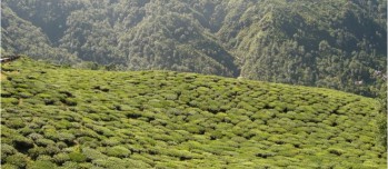 Thés du Darjeeling, les différentes récoltes First Flush et Second Flush